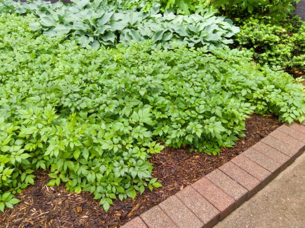Cost of Brick Hardscaping in Knoxville